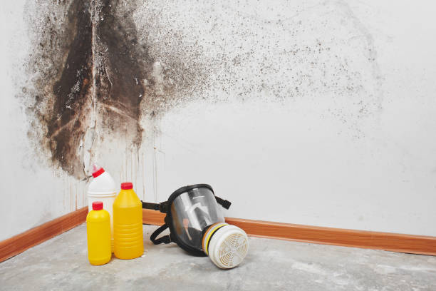 Best Mold Removal Specialists  in Wyong, MI