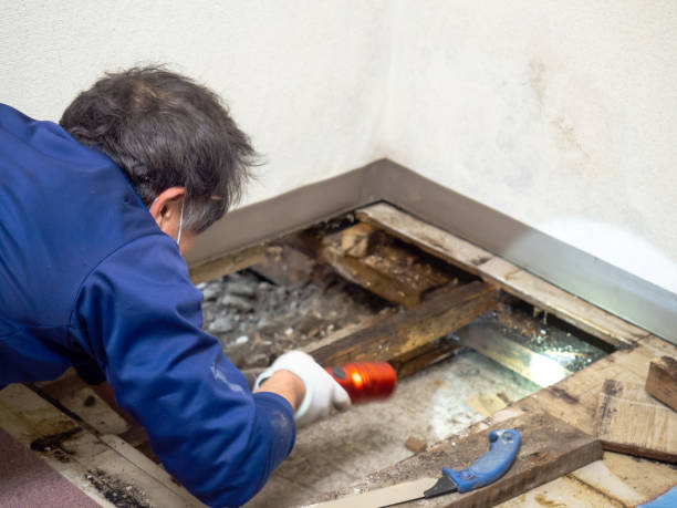 Attic Mold Removal in Wyoming, MI