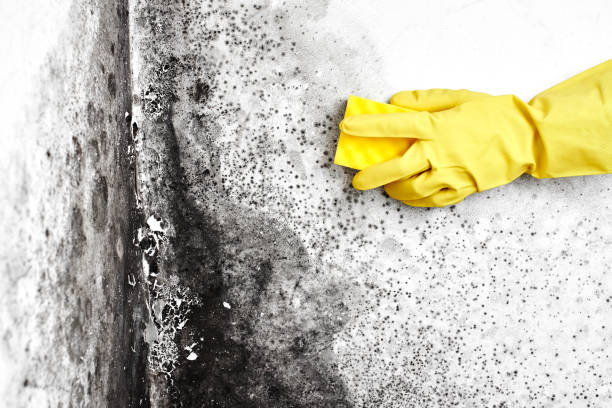 Best Attic Mold Removal  in Wyong, MI