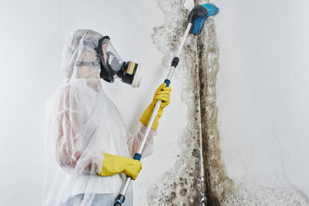 Best Toxic Mold Removal  in Wyong, MI