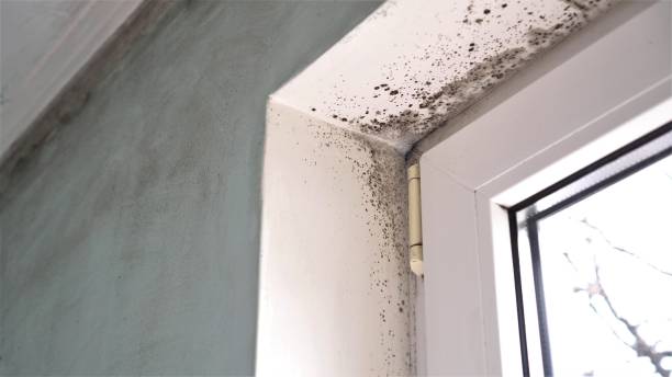 Best Mold Remediation Experts  in Wyong, MI