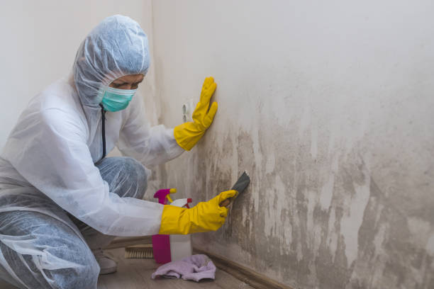 Best Mold Remediation  in Wyong, MI