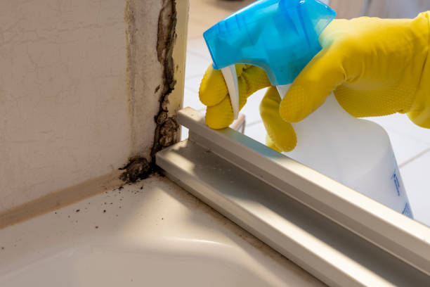 Professional Mold Removal in Wyoming, MI