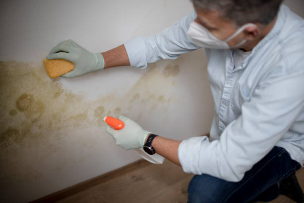 Best Local Mold Removal Service  in Wyong, MI