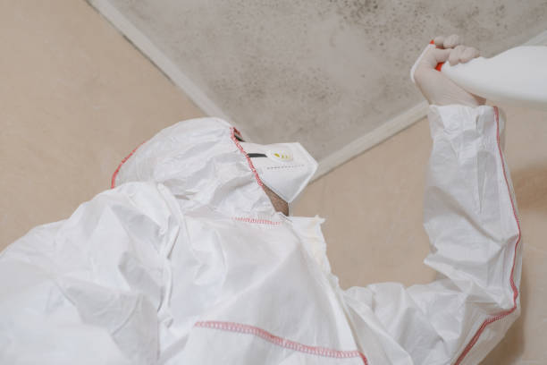 Best Same-Day Mold Removal  in Wyong, MI