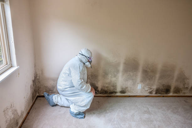 Best Professional Mold Removal  in Wyong, MI