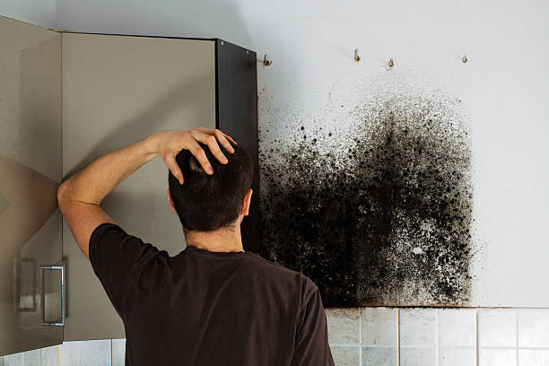 Best Certified Mold Removal  in Wyong, MI