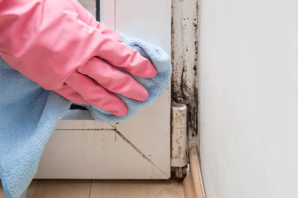 Best Black Mold Removal  in Wyong, MI