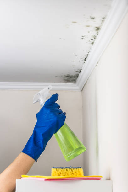 Best Office Mold Removal Services  in Wyong, MI